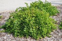 Deutzia gracilis 'Nikko' — photo 2